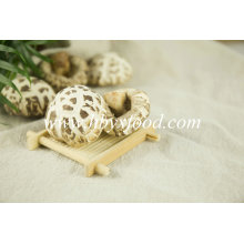 Flor de calidad seta shiitake seta vegetal